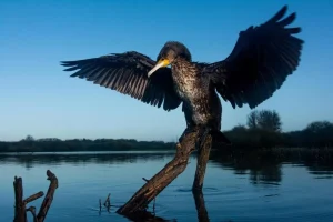 426b6506cC9fba82FdCf