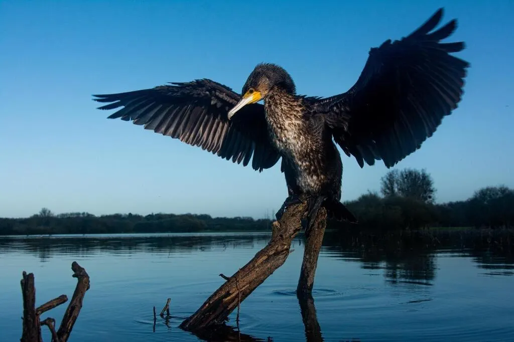 426b6506cC9fba82FdCf